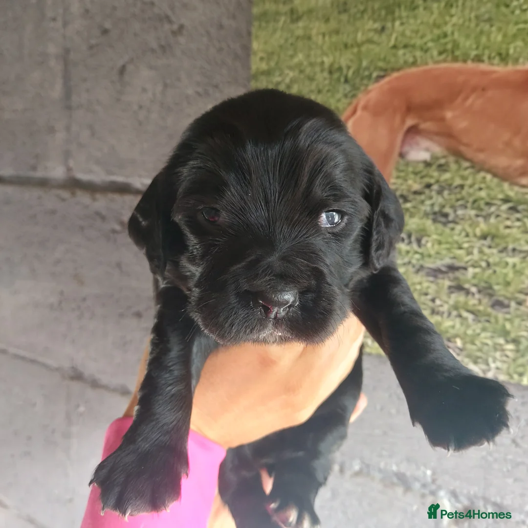 Sprocker dogs for sale: F1 SPROCKER SPANIELS ( 1 BOY LEFT )  - Advert 33