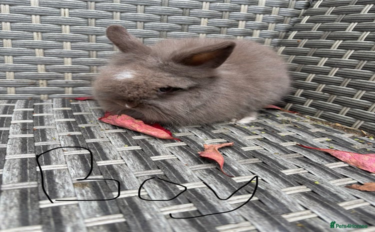 Lionhead rabbits - Advert 3
