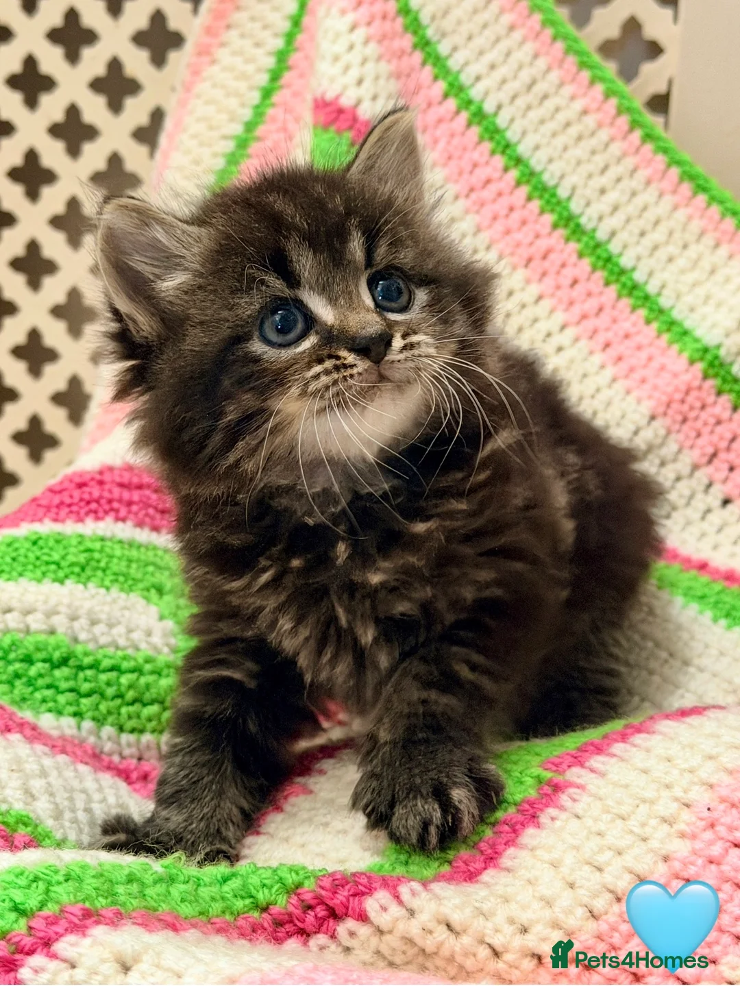 Mixed Breed cats for sale: 💖 MAINE COON X RAGDOLL *PARENTS HEALTH TESTED* 💖 - Advert 23