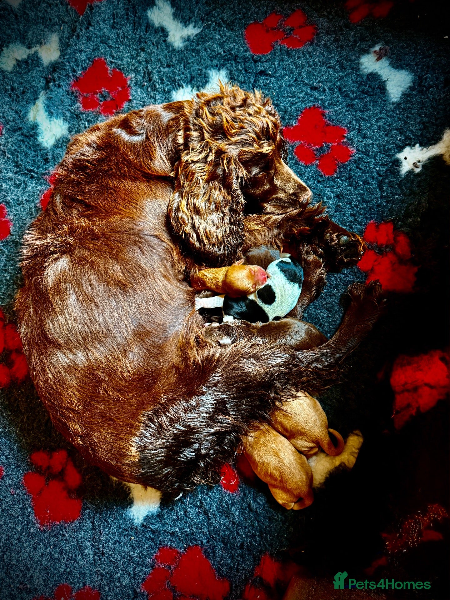 Sprocker dogs Beautiful Sprocker Spaniel Puppies  - Advert 3