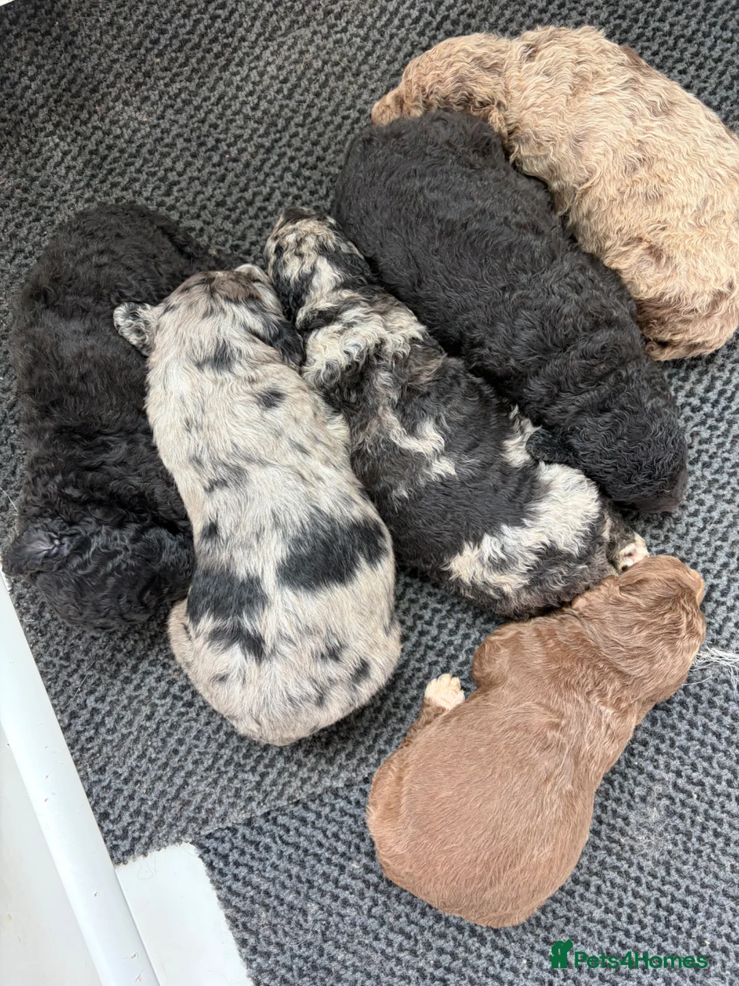 Bernedoodle dogs for sale: Merle Bernedoodle Available  - Advert 1
