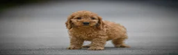Cavapoo dogs for sale: Adorable cavapoo puppies - Advert 9