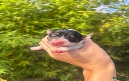 Jack Russell dogs for sale: Jack Russell puppies  - Image 3