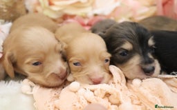 Miniature Dachshund dogs for sale: KC Longhair Miniature Dachshund Puppies - Image 18