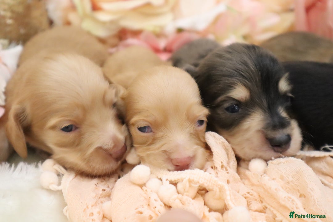 Miniature Dachshund dogs for sale: KC Longhair Miniature Dachshund Puppies - Image 18
