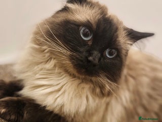 Ragdoll cats Beautifull ragdoll male for stud - Advert 5