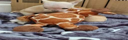 Chihuahua dogs for sale: Beautiful Tiny Chihuahua puppies  - Advert 6