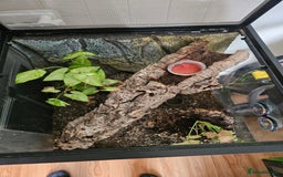 Gecko reptiles for sale: Crested gecko  - Image 3