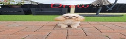 Toy Poodle dogs for stud: KC REG EXTENSIVELY HEALTH TESTED FOR STUD  in Hoddesdon - Advert 8