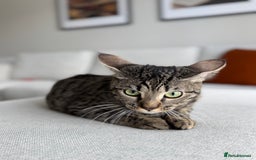 Bengal cats for sale: FREE X2 Bengal Female Sister Cats - 1 years old. - Image 8
