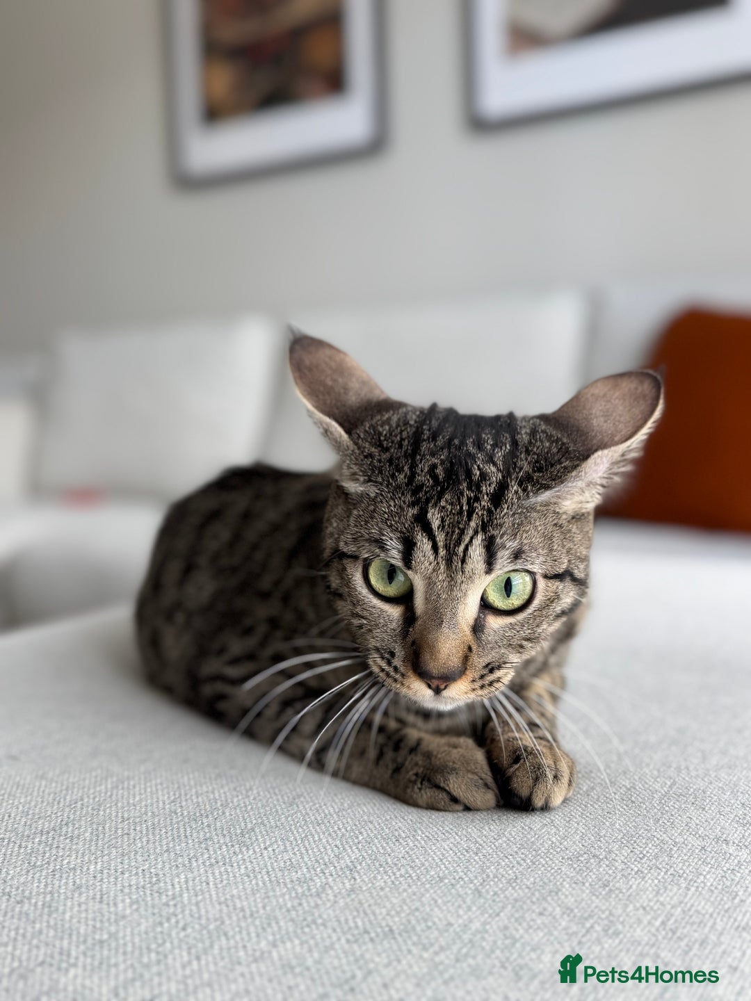 Bengal cats for sale: FREE X2 Bengal Female Sister Cats - 1 years old. - Image 8