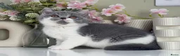 British Shorthair cats for sale: Gorgeous British Kittens - Advert 13