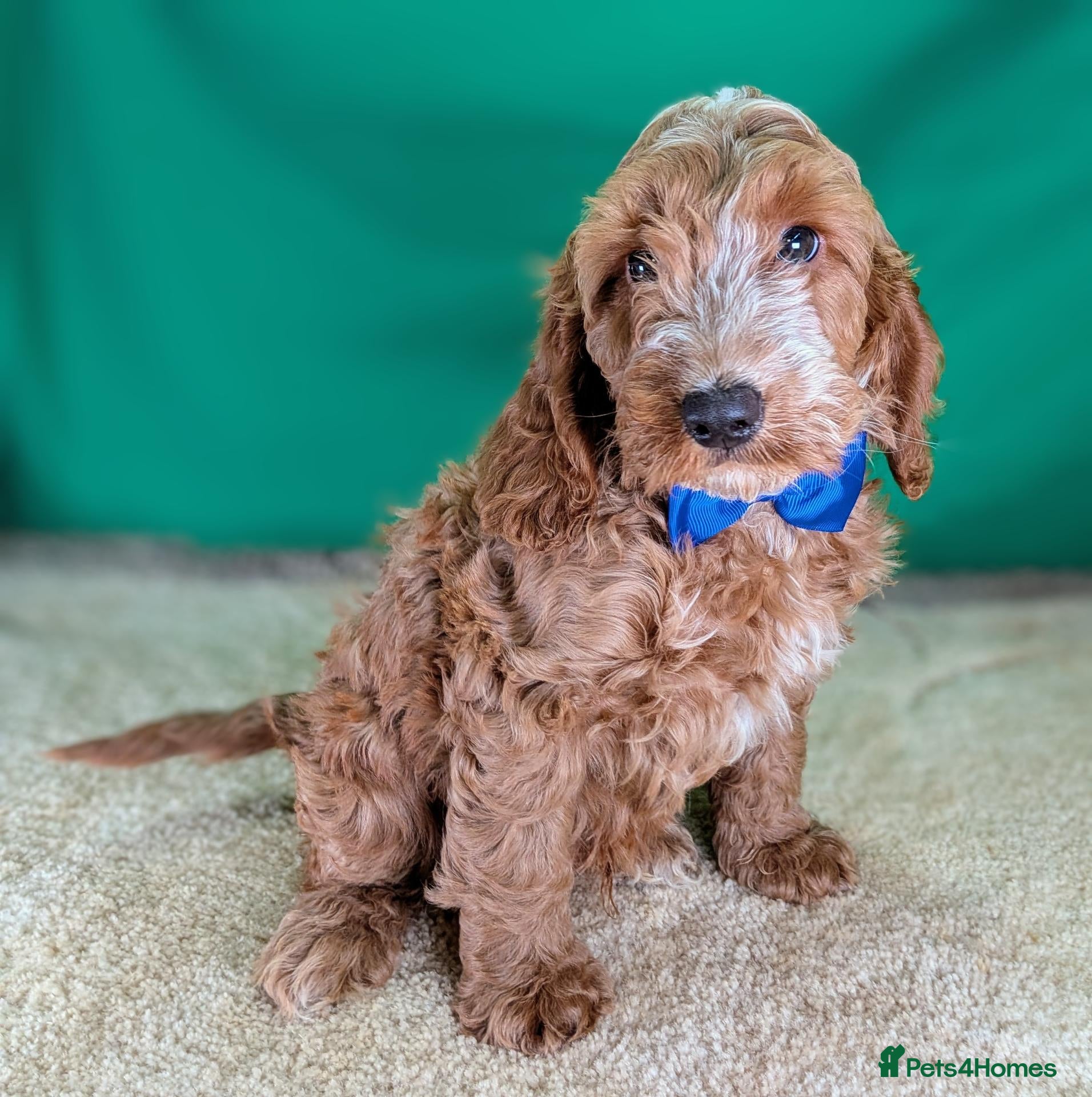 Cockapoo dogs Fully Vaccinated F1 Cockapoo Puppies.  - Advert 3