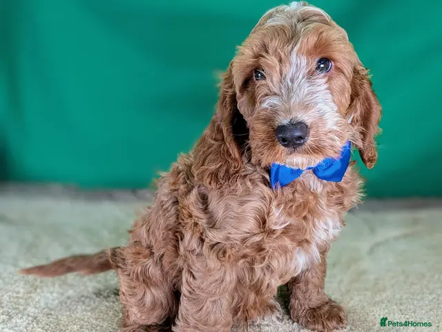 Cockapoo dogs Fully Vaccinated F1 Cockapoo Puppies. - Advert 3