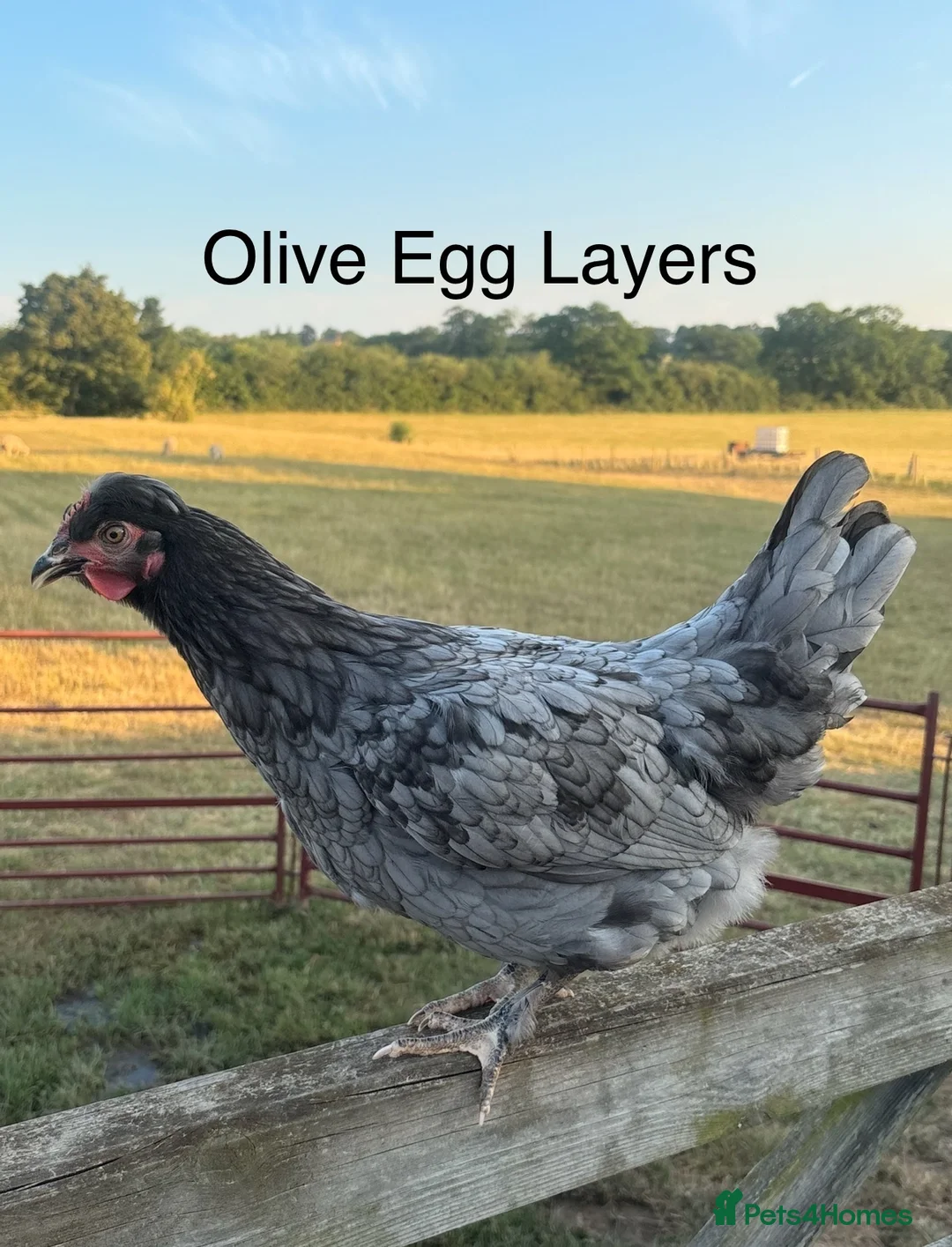 Chickens poultry for sale: Point of Lay Hybirds for Sale! 🐓  in Worcester - Advert 2