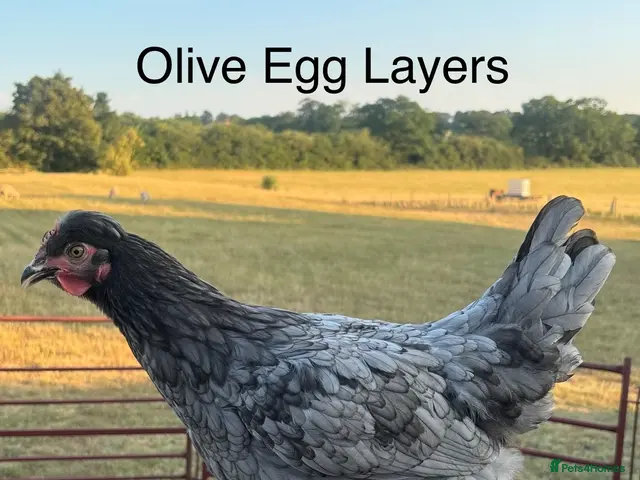 Chickens poultry for sale: Point of Lay Hybirds for Sale! 🐓 - Advert 2