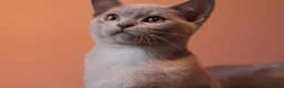 Burmese cats for sale: Beautiful Healthy Burmese  - Advert 17