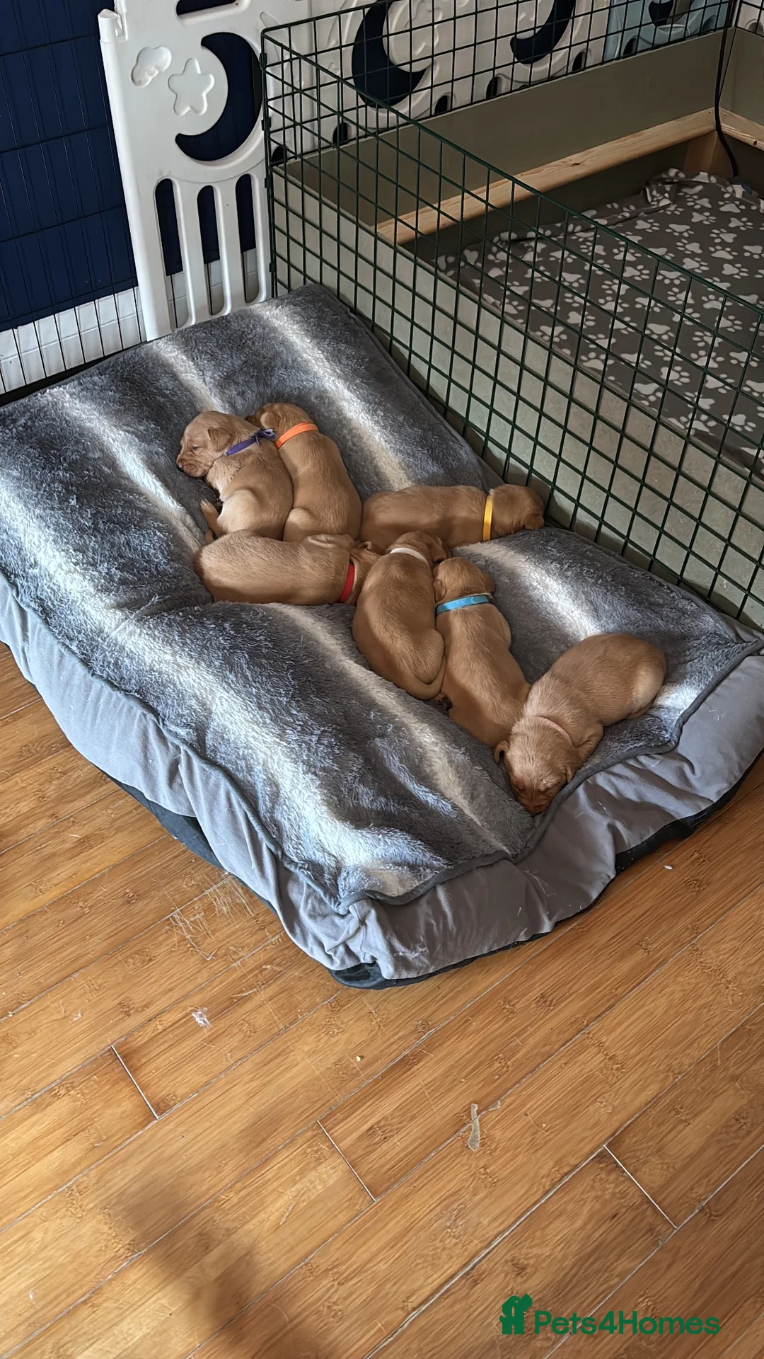 Labrador Retriever dogs for sale: KC registered Fox Red Labrador Puppies - Advert 2