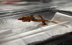 Gecko reptiles for sale: Crested geckos  - Image 1