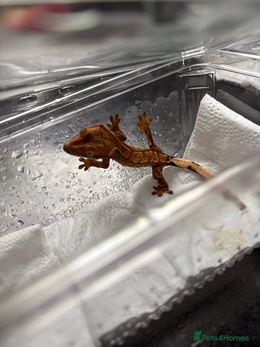Gecko reptiles for sale: Crested geckos  - Image 1