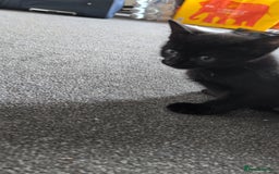 Bombay cats for sale: Male Kitten for sale - Image 3