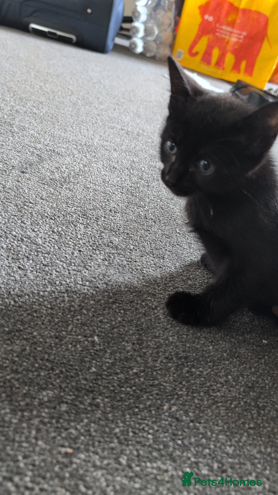 Bombay cats for sale: Male Kitten for sale - Image 3