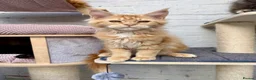 Maine Coon cats for sale: TICA Pedigree Massive Red Kittens - Advert 13
