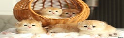 British Shorthair cats for sale: Gorgeous BSH Golden Chinchilla ny12 - Advert 19