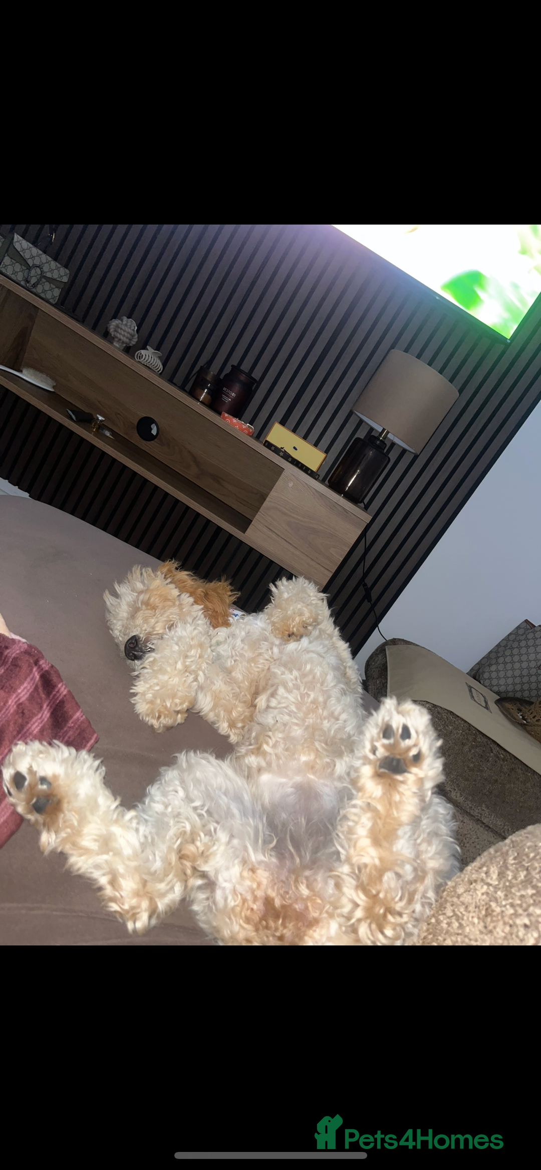 Cockapoo dogs for sale: 7 month old cockapoo girl Daisy  - Image 2