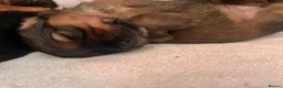 Mixed Breed dogs for sale: Miniature Daschund x 1/8th Border Terrier Puppies in Grantham - Advert 8