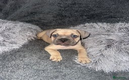 Mixed Breed dogs for sale: American bulldog X French bulldog last 3 left  - Image 8