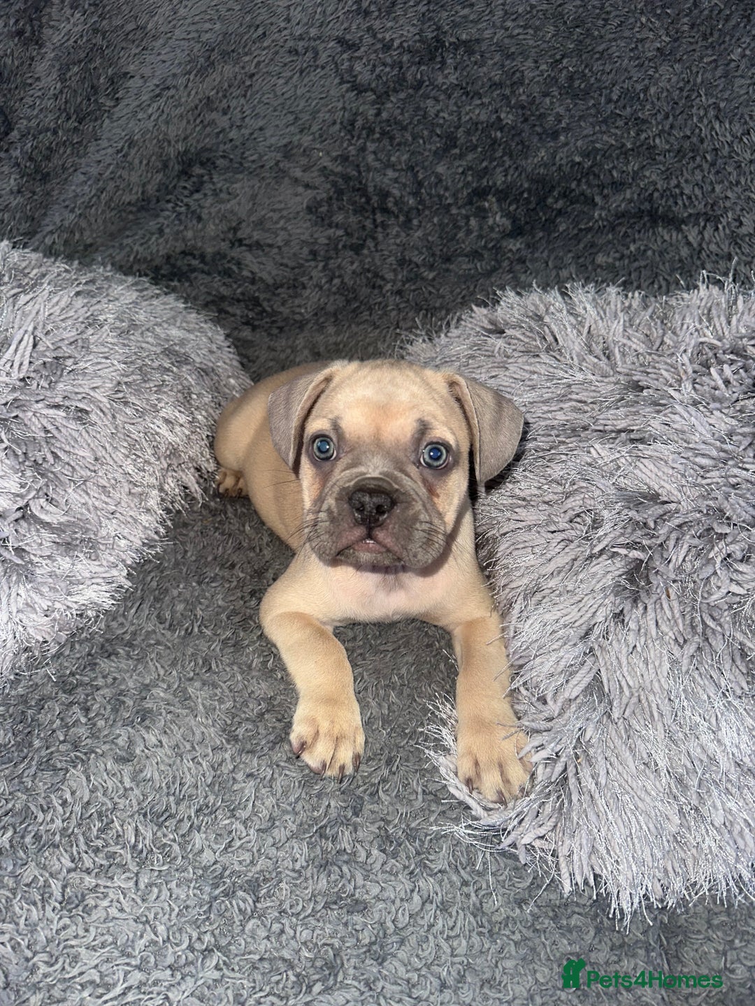 Mixed Breed dogs for sale: American bulldog X French bulldog last 3 left  - Image 8
