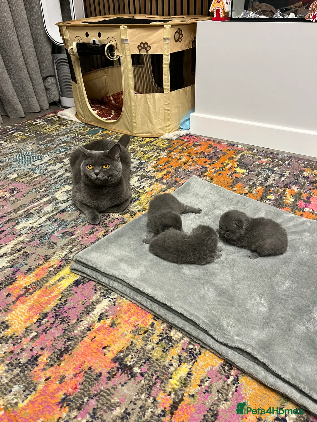 British Shorthair cats for sale: British Shorthair Kittens Available - Advert 9