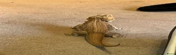 Bearded Dragon reptiles for sale: Bearded Dragon + Vivarium in Peterhead - Advert 2