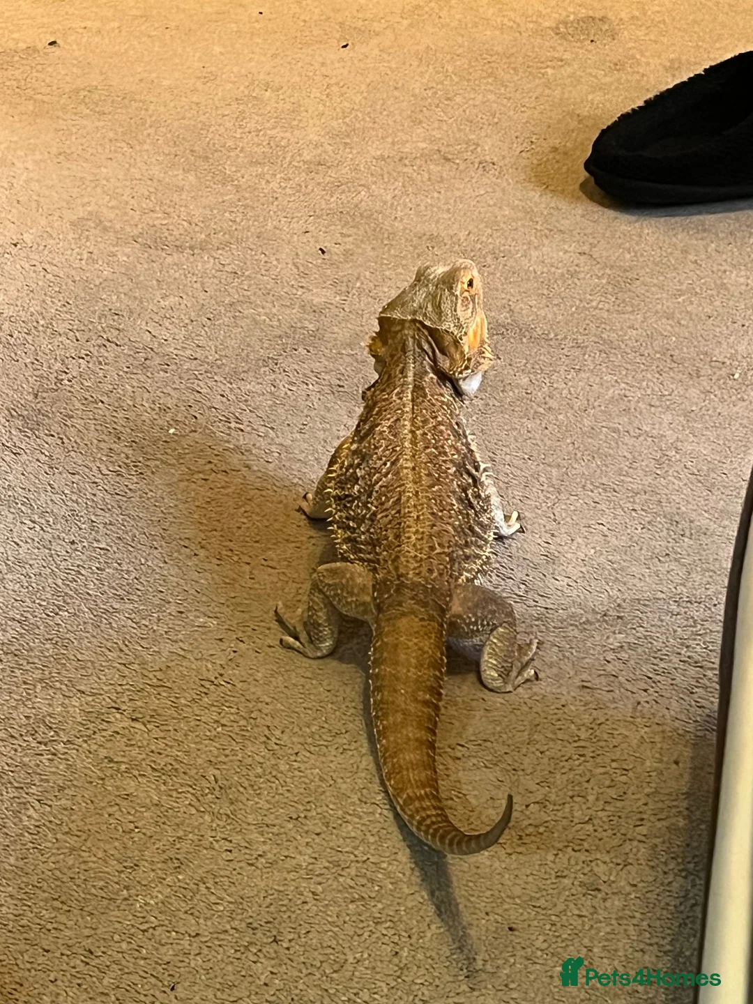 Bearded Dragon reptiles for sale: Bearded Dragon + Vivarium in Peterhead - Advert 2