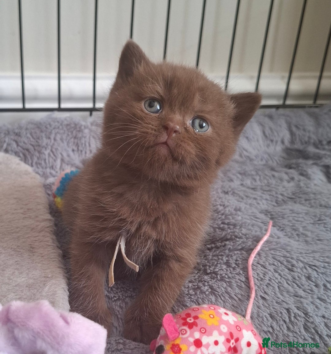 British Shorthair cats for sale: TOP QUALITY CHAMPION🏆 BRITISH SHORTHAIR KITTENS in Swadlincote - Image 10