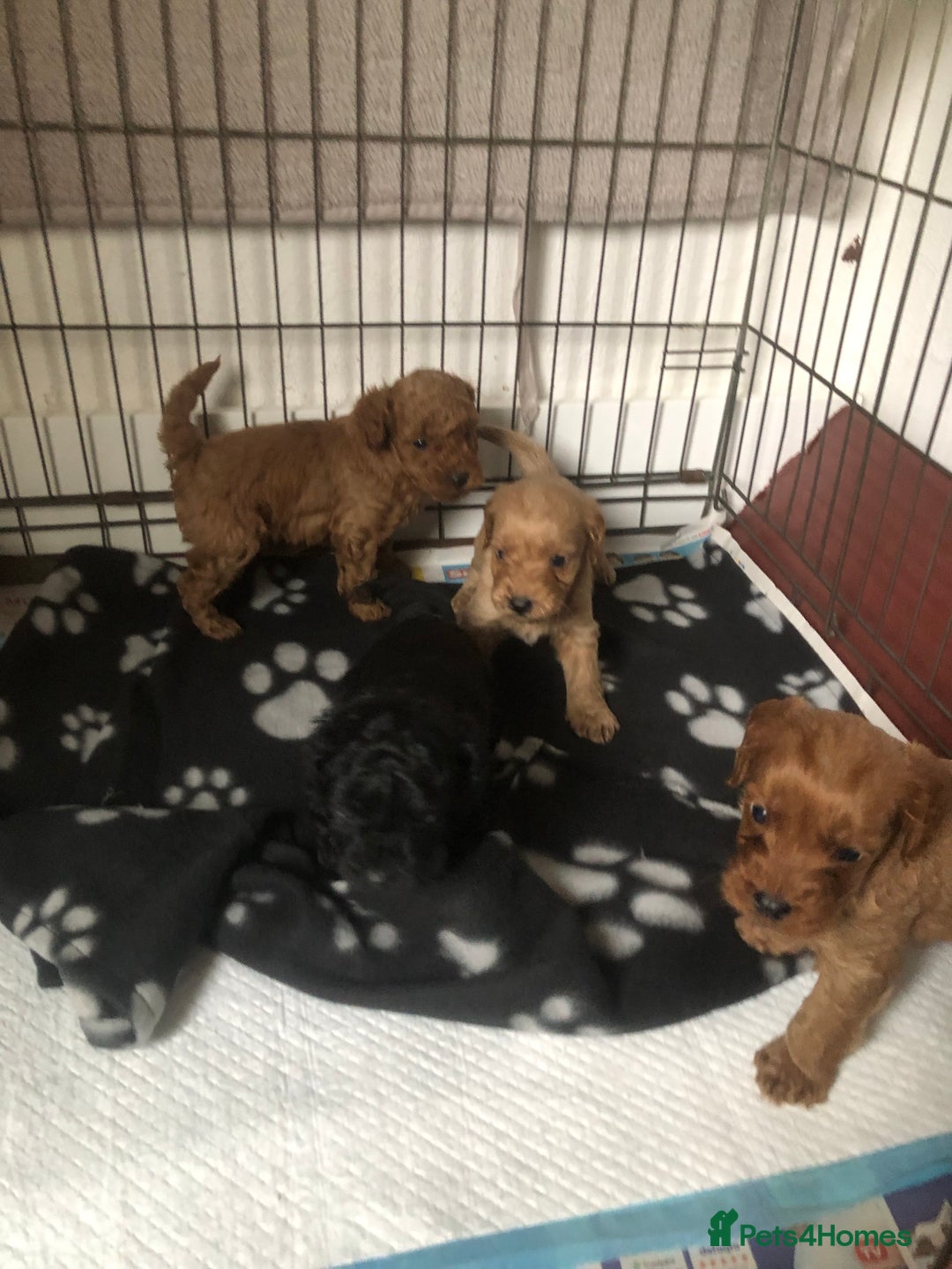 Cockapoo dogs for sale: Stunning Toy cockapoo puppies  - Image 12