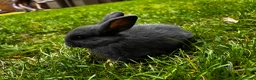 Mini Lop rabbits for sale: 2 Blue Baby Mini Lops - Advert 3