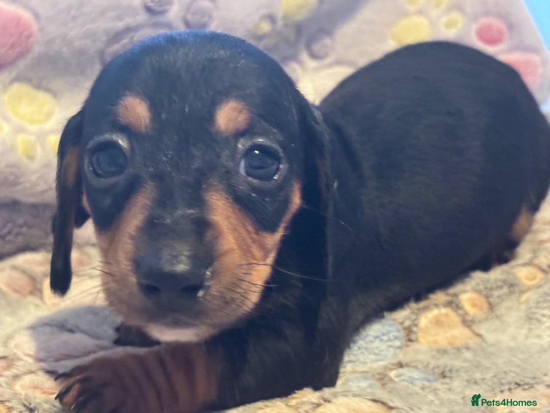 Dachshund dogs for sale: Stunning Miniature Dachshund Pups - Image 5