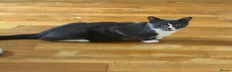 Mixed Breed cats for sale: Mixed Breed kittens for sale  in Harrow - Advert 5