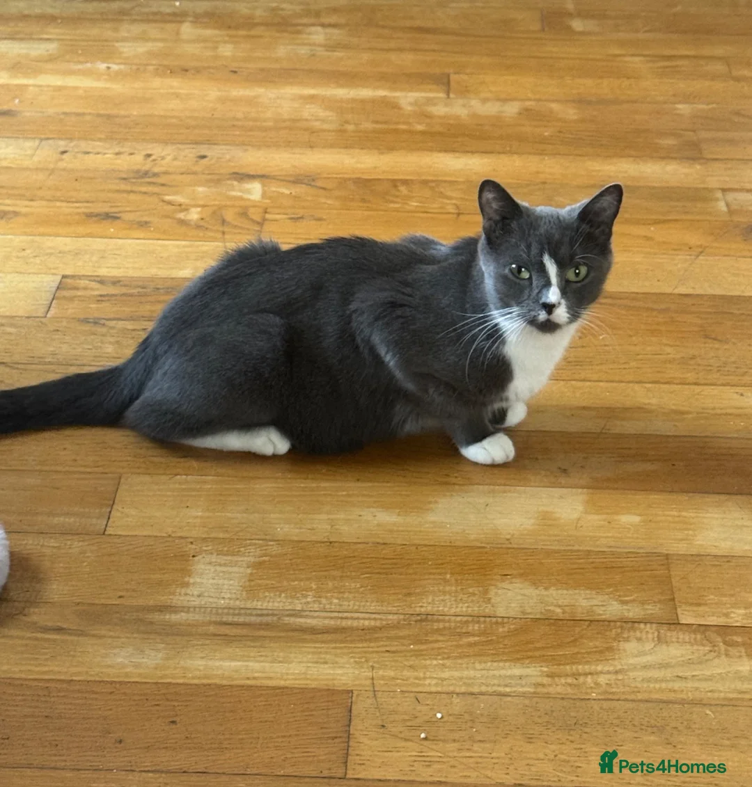 Mixed Breed cats for sale: Mixed Breed kittens for sale  in Harrow - Advert 5