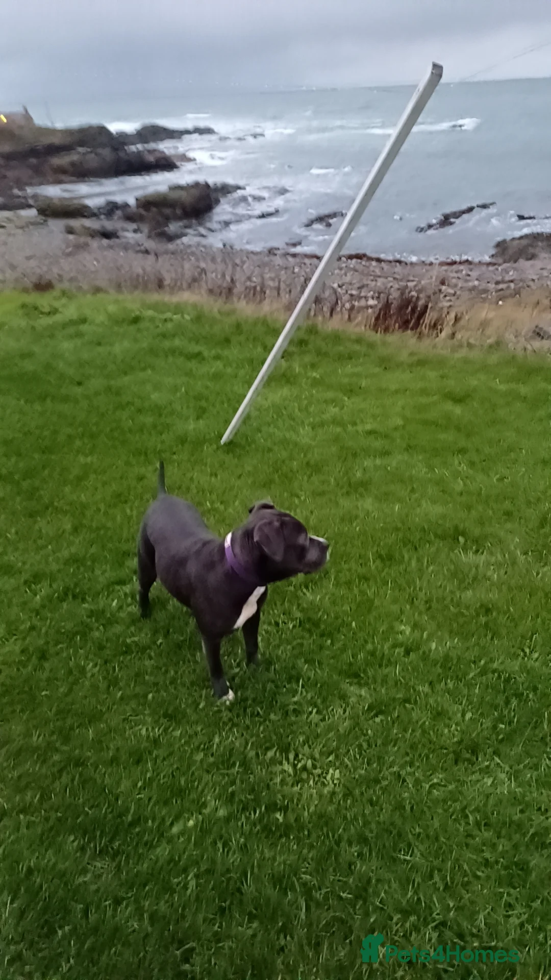 Staffordshire Bull Terrier dogs for sale: Staffordshire terrier  - Advert 7