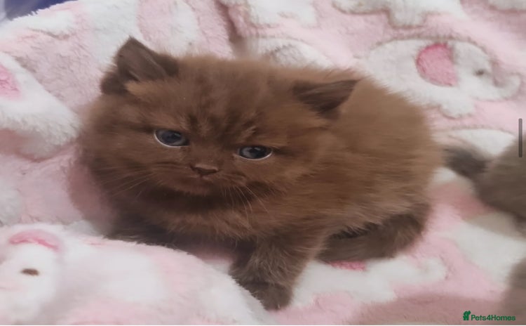 British Shorthair cats - Advert 14