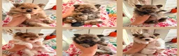 Pomeranian dogs for sale: Teddy bear Pomeranian puppies  - Advert 15