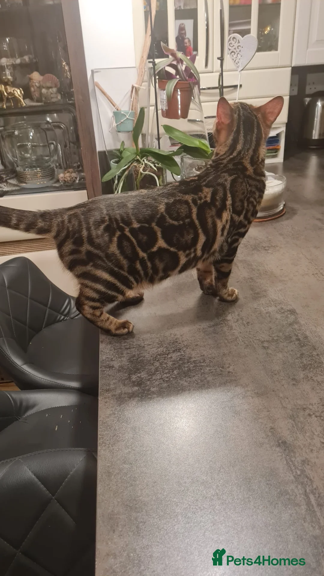 Bengal cats for sale: 💕 Stunning Pure Bengal Kittens ❤️ - Advert 27