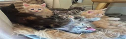 Maine Coon cats for sale: Majestic Maine coon, big paws, big hearts. - Advert 3