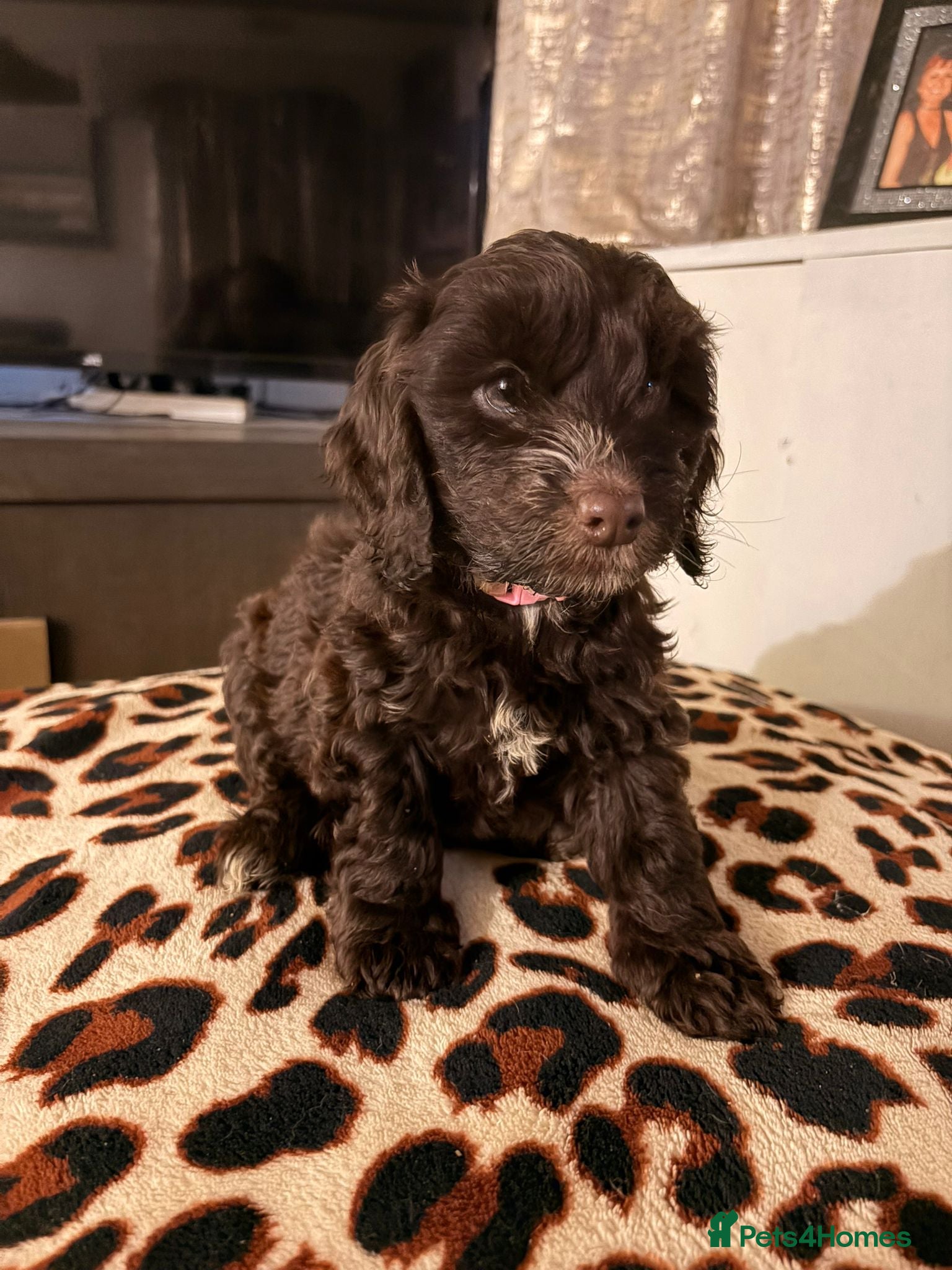 Cockapoo dogs Female 6mths old  - Advert 1