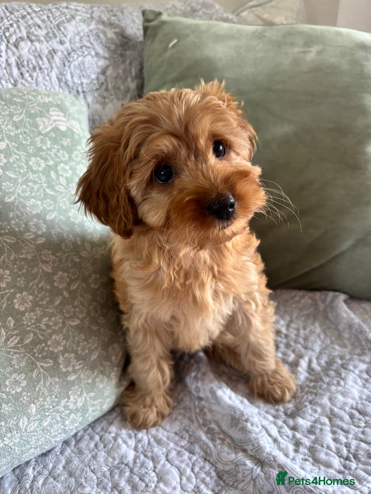 Cavapoo dogs Red F1b cavapoos from health tested parents - Advert 2