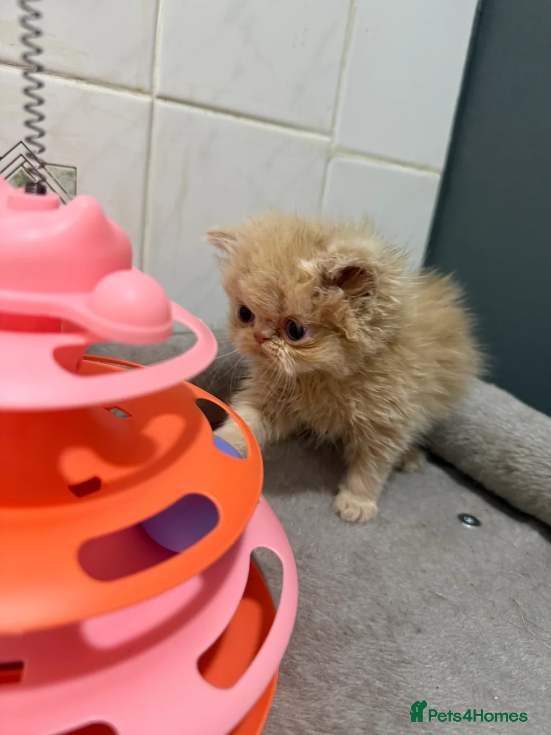 Persian cats for sale: Male cream Persian kitten  - Advert 7