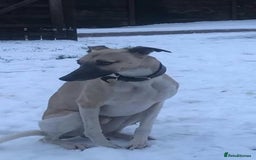 Mixed Breed dogs for sale: Bedlington terrier whippetXwhippet puppies - Image 8